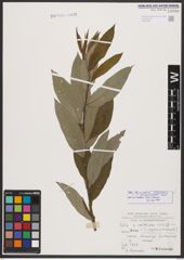 Salix burjatica Nasarow